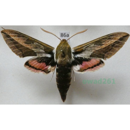 Hyles euphorbiae (Linnaeus, 1758) Poland 77mm86a